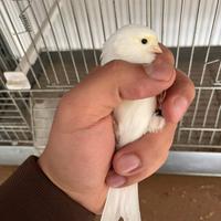 Canarini Giallo Mosaico