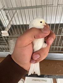 Canarini Giallo Mosaico