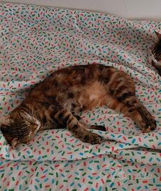 Gattina di due anni sterilizzata