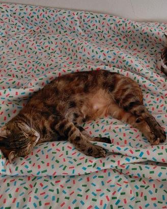 Gattina di due anni sterilizzata