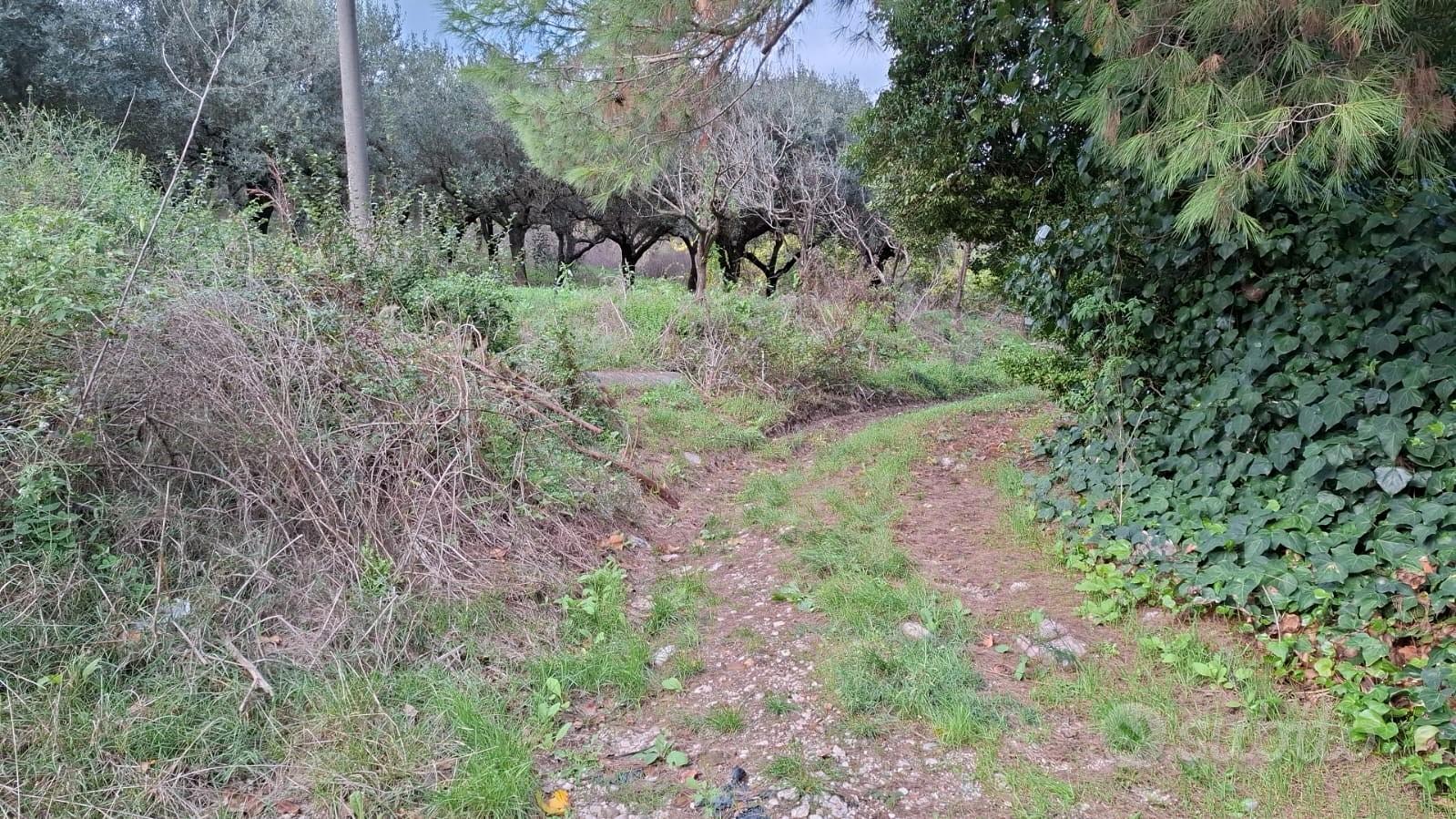 Terreno con ulivi adulti - Vista 3