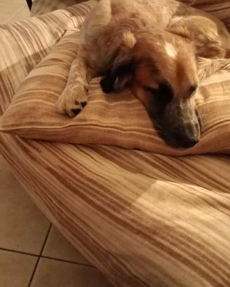 Cucciolo di 10 mesi