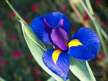 Iris Piante Acquatiche S.cambio