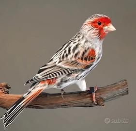 Canarini AGATA ROSSO MOSAICO