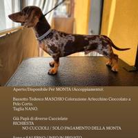 Bassotti per m ont a