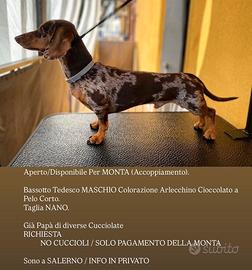 Bassotti per m ont a