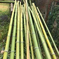 Bamboo cinese per giardino o faidate AL METRO