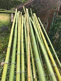 Bamboo cinese per giardino o faidate AL METRO