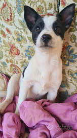 Kira cucciola di 3 mesi ?