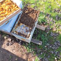 Nuclei di api ligustiche