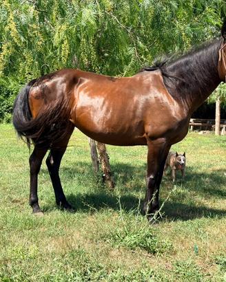 Cavallo
