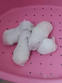 Cuccioli di west highland con pedigree enci