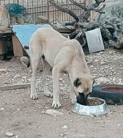 Kangal