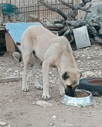 Kangal