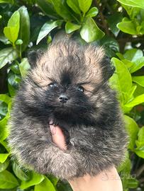 Femmina volpino Pomerania