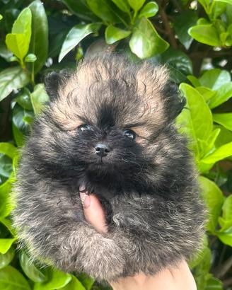 Femmina volpino Pomerania