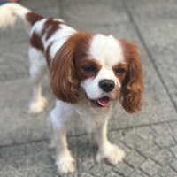 Cavalier king maschio per accoppiamento