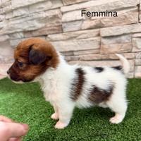 Jack russell terrier Pedegree