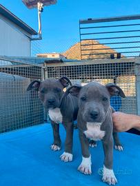 Amstaff blu occhi blu