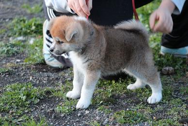 Akita inu