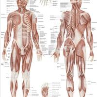 Poster corpo umano 