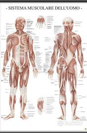 Poster corpo umano 