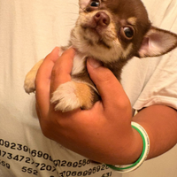 Cucciolo chihuahua mini