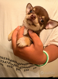Cucciolo chihuahua mini