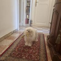 Maltese