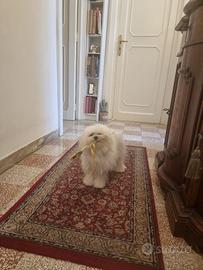 Maltese