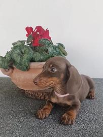 Bassotta con Pedigree Enci