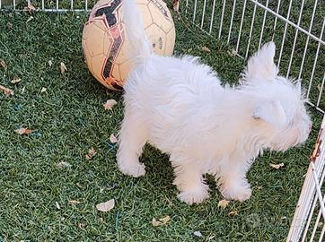 West highland White terrier