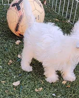 West highland White terrier
