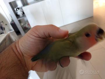 Pullo di inseparabile svezzato Ed allevato a mano