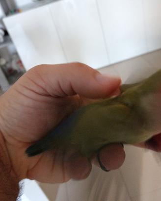 Pullo di inseparabile svezzato Ed allevato a mano