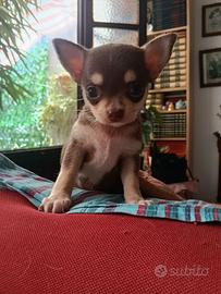Chihuahua maschio
