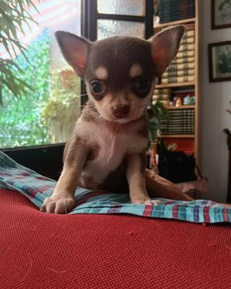 Chihuahua maschio
