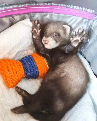 furetti