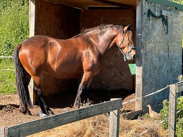 Cavallo del Catria