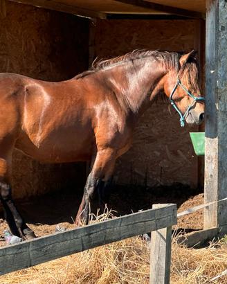 Cavallo del Catria