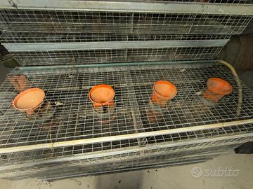 gabbie per conigli