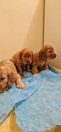 Maschietti Cocker Spaniel meravigliosi