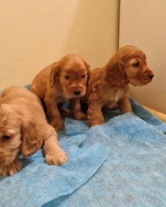 Maschietti Cocker Spaniel meravigliosi