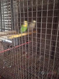 Coppia riproduttrice di cocorite