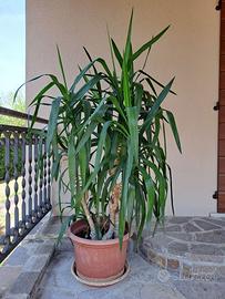 Pianta Yucca (Tronchetto della felicità)