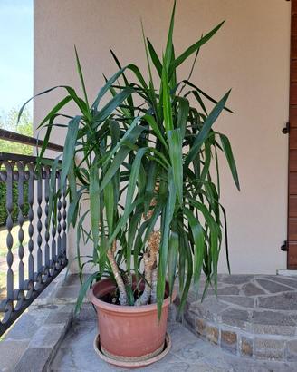 Pianta Yucca (Tronchetto della felicità)
