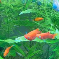 Platy