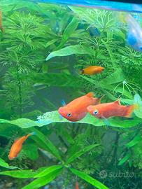 Platy