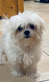 Cucciolo maltese toy con pedigree ENCI