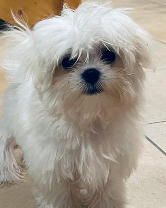 Cucciolo maltese toy con pedigree ENCI